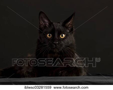 "Black Main Coon cat against black, Germany, Europe" View Large Photo Image Stock Photo - "Black Main Coon cat against black, Germany, Europe". Fotosearch