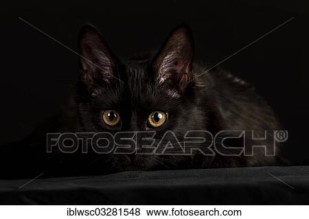 Black Maine Coon Cat Against Black Germany Europe Stock