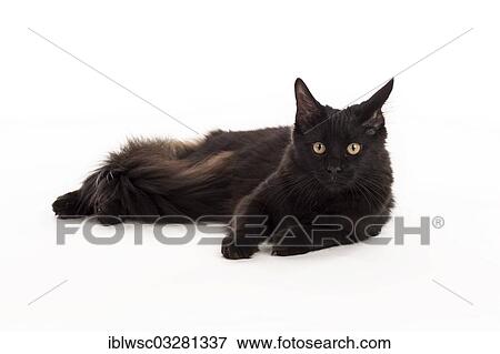 "Black Maine Coon cat, Germany, Europe" View Large Photo Image Stock Photo - "Black Maine Coon cat, Germany, Europe". Fotosearch