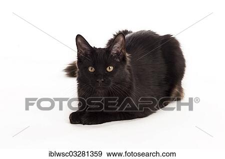 "Black Maine Coon cat, Germany, Europe" View Large Photo Image Stock Photo - "Black Maine Coon cat, Germany, Europe". Fotosearch