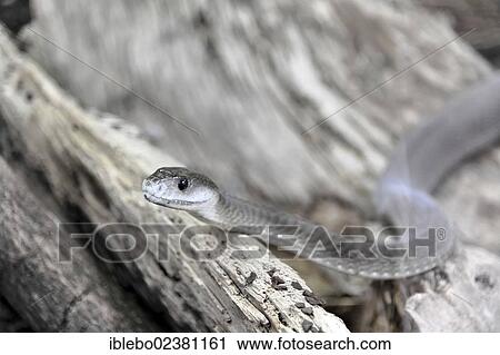 "Black Mamba (Dendroaspis polylepis), poisonous snake, native to Africa, Terrazoo, North Rhine-Westphalia, Germany, Europe" View Large Photo Image Stock Image - "Black Mamba (Dendroaspis polylepis), poisonous snake, native to Africa, Terrazoo, North Rhine-Westphalia, Germany, Europe". Fotosearch