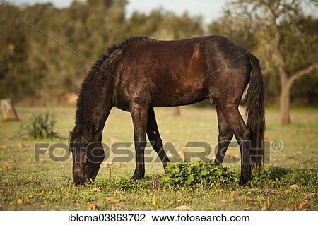 "Black Menorquin stallion, grazing on meadow, Majorca, Balearic Islands, Spain, Europe" View Large Photo Image Stock Image - "Black Menorquin stallion, grazing on meadow, Majorca, Balearic Islands, Spain, Europe". Fotosearch