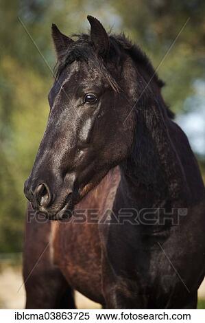 Stock Photography - "Black Menorquin stallion, Majorca, Balearic Islands, Spain, Europe". Fotosearch