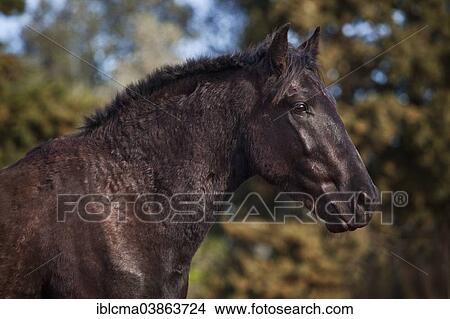 "Black Menorquin stallion, portrait, Majorca, Balearic Islands, Spain, Europe" View Large Photo Image Picture - "Black Menorquin stallion, portrait, Majorca, Balearic Islands, Spain, Europe". Fotosearch