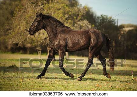 "Black Menorquin stallion, trotting on meadow, Majorca, Balearic Islands, Spain, Europe" View Large Photo Image Stock Photograph - "Black Menorquin stallion, trotting on meadow, Majorca, Balearic Islands, Spain, Europe". Fotosearch