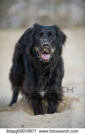 "Black mixed breed dog digging a hole, Germany, Europe" View Large Photo Image Stock Photo - "Black mixed breed dog digging a hole, Germany, Europe". Fotosearch