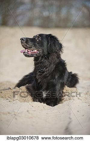 "Black mixed breed dog digging a hole, Germany, Europe" View Large Photo Image Stock Photo - "Black mixed breed dog digging a hole, Germany, Europe". Fotosearch