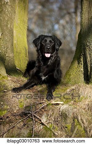 "Black mixed breed dog lying between two trees, Germany, Europe" View Large Photo Image Stock Image - "Black mixed breed dog lying between two trees, Germany, Europe". Fotosearch