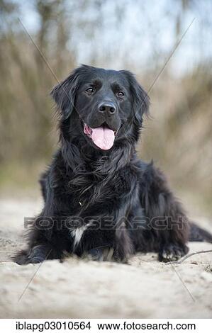 "Black mixed breed dog, lying, Germany, Europe" View Large Photo Image Picture - "Black mixed breed dog, lying, Germany, Europe". Fotosearch