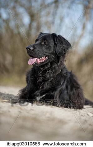 Stock Photograph - "Black mixed breed dog, lying, Germany, Europe". Fotosearch