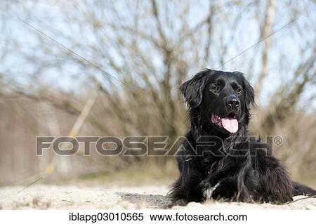Stock Photography - "Black mixed breed dog, lying, Germany, Europe". Fotosearch