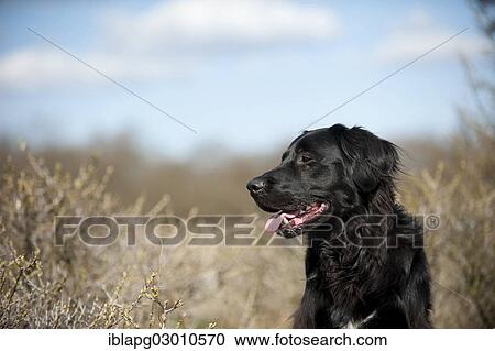 "Black mixed breed dog, portrait, Germany, Europe" View Large Photo Image Stock Image - "Black mixed breed dog, portrait, Germany, Europe". Fotosearch