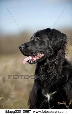 "Black mixed breed dog, portrait, Germany, Europe" View Large Photo Image Stock Photo - "Black mixed breed dog, portrait, Germany, Europe". Fotosearch