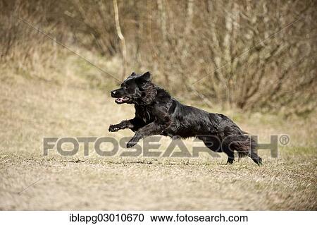 "Black mixed breed dog running across a meadow, Germany, Europe" View Large Photo Image Stock Image - "Black mixed breed dog running across a meadow, Germany, Europe". Fotosearch