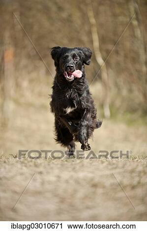 Stock Image - "Black mixed breed dog running across a meadow, Germany, Europe". Fotosearch