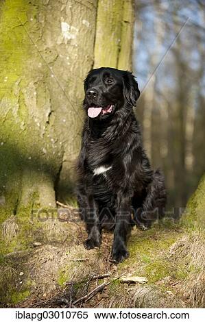 "Black mixed breed dog sitting beside a tree, Germany, Europe" View Large Photo Image Stock Photography - "Black mixed breed dog sitting beside a tree, Germany, Europe". Fotosearch