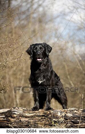 "Black mixed breed dog standing on a tree trunk, Germany, Europe" View Large Photo Image Picture - "Black mixed breed dog standing on a tree trunk, Germany, Europe". Fotosearch