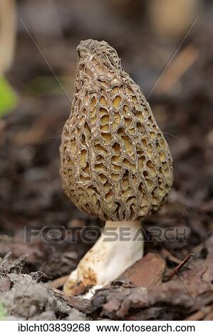Stock Photo - "Black Morel (Morchella conica, Morchella elata), North Rhine-Westphalia, Germany, Europe". Fotosearch