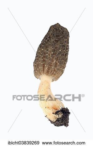 Stock Photo - "Black Morel (Morchella conica, Morchella elata), North Rhine-Westphalia, Germany, Europe". Fotosearch