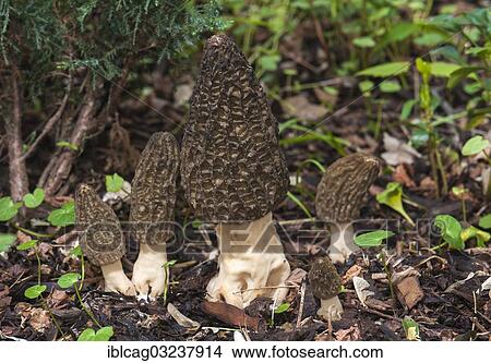 Picture - "Black Morel (Morchella elata) on bark mulch, fruit bodies, edible mushroom, Frankfurt am Main, Hesse, Germany, Europe". Fotosearch
