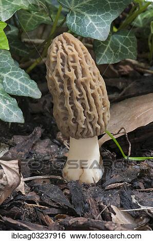 Stock Photograph - "Black Morel (Morchella elata) on bark mulch, fruit body, edible mushroom, Frankfurt am Main, Hesse, Germany, Europe". Fotosearch