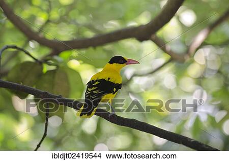 Picture - Black-naped Oriole (Oriolus chinensis), Singapore, Asia. Fotosearch