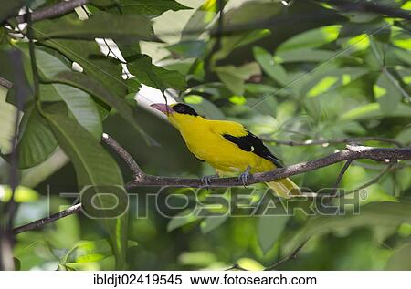 Stock Photography - Black-naped Oriole (Oriolus chinensis), Singapore, Asia. Fotosearch