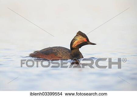 "Black-necked Grebe (Podiceps nigricollis), Bargerveen, Zwartemeer, Drenthe Province, The Netherlands, Europe" View Large Photo Image Picture - "Black-necked Grebe (Podiceps nigricollis), Bargerveen, Zwartemeer, Drenthe Province, The Netherlands, Europe". Fotosearch