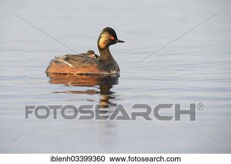 "Black-necked Grebe (Podiceps nigricollis) with a chick, Bargerveen, Zwartemeer, Drenthe Province, The Netherlands, Europe" View Large Photo Image Stock Image - "Black-necked Grebe (Podiceps nigricollis) with a chick, Bargerveen, Zwartemeer, Drenthe Province, The Netherlands, Europe". Fotosearch