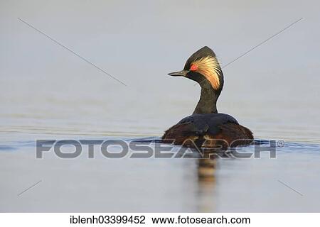 Stock Image - "Black-necked Grebe (Podiceps nigricollis), Bargerveen, Zwartemeer, Drenthe Province, The Netherlands, Europe". Fotosearch