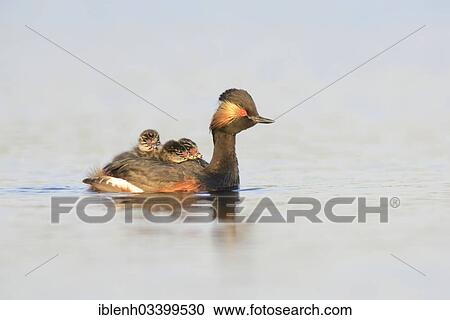 Stock Image - "Black-necked Grebe (Podiceps nigricollis) with chicks, Bargerveen, Zwartemeer, Drenthe Province, The Netherlands, Europe". Fotosearch