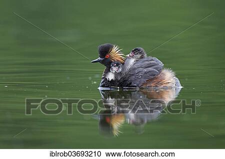 "Black-necked Grebe (Podiceps nigricollis), female with chick, Bavaria, Germany, Europe" View Large Photo Image Stock Image - "Black-necked Grebe (Podiceps nigricollis), female with chick, Bavaria, Germany, Europe". Fotosearch