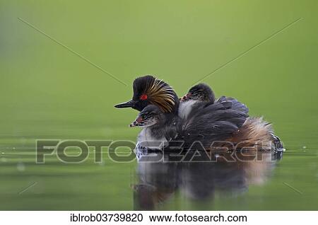 Stock Image - "Black-necked Grebe (Podiceps nigricollis), female with chick, Bavaria, Germany, Europe". Fotosearch