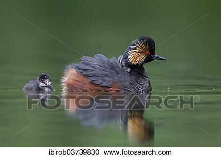 "Black-necked Grebe (Podiceps nigricollis), female with chick, Bavaria, Germany, Europe" View Large Photo Image Stock Image - "Black-necked Grebe (Podiceps nigricollis), female with chick, Bavaria, Germany, Europe". Fotosearch