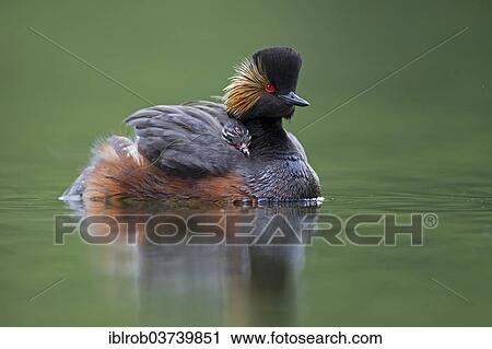 "Black-necked Grebe (Podiceps nigricollis), female with chick, Bavaria, Germany, Europe" View Large Photo Image Stock Image - "Black-necked Grebe (Podiceps nigricollis), female with chick, Bavaria, Germany, Europe". Fotosearch