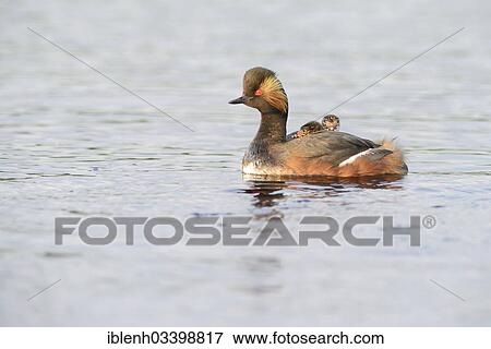 "Black-necked Grebe (Podiceps nigricollis) with chicks, Bargerveen, Zwartemeer, Drenthe Province, The Netherlands, Europe" View Large Photo Image Stock Photo - "Black-necked Grebe (Podiceps nigricollis) with chicks, Bargerveen, Zwartemeer, Drenthe Province, The Netherlands, Europe". Fotosearch