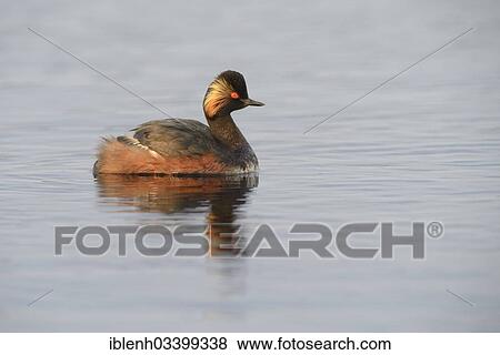 "Black-necked Grebe (Podiceps nigricollis), Bargerveen, Zwartemeer, Drenthe Province, The Netherlands, Europe" View Large Photo Image Stock Photo - "Black-necked Grebe (Podiceps nigricollis), Bargerveen, Zwartemeer, Drenthe Province, The Netherlands, Europe". Fotosearch