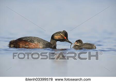 Stock Photo - "Black-necked Grebe (Podiceps nigricollis) with a chick, Bargerveen, Zwartemeer, Drenthe Province, The Netherlands, Europe". Fotosearch