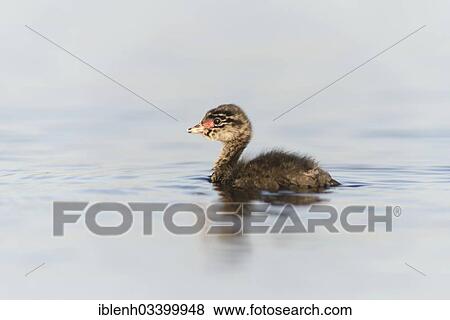 "Black-necked Grebe (Podiceps nigricollis), chick, Bargerveen, Zwartemeer, Drenthe Province, The Netherlands, Europe" View Large Photo Image Stock Photo - "Black-necked Grebe (Podiceps nigricollis), chick, Bargerveen, Zwartemeer, Drenthe Province, The Netherlands, Europe". Fotosearch