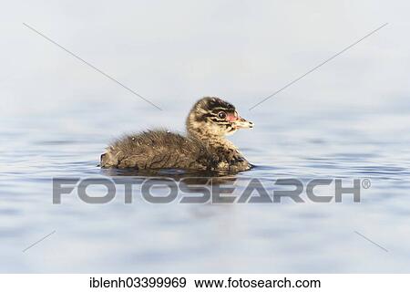 "Black-necked Grebe (Podiceps nigricollis), chick, Bargerveen, Zwartemeer, Drenthe Province, The Netherlands, Europe" View Large Photo Image Stock Photo - "Black-necked Grebe (Podiceps nigricollis), chick, Bargerveen, Zwartemeer, Drenthe Province, The Netherlands, Europe". Fotosearch