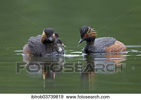 "Black-necked Grebe (Podiceps nigricollis), pair with chick, Bavaria, Germany, Europe" View Large Photo Image Stock Photo - "Black-necked Grebe (Podiceps nigricollis), pair with chick, Bavaria, Germany, Europe". Fotosearch