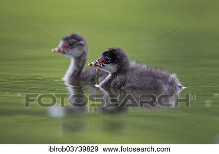 "Black-necked Grebe (Podiceps nigricollis), chicks, Bavaria, Germany, Europe" View Large Photo Image Stock Photo - "Black-necked Grebe (Podiceps nigricollis), chicks, Bavaria, Germany, Europe". Fotosearch