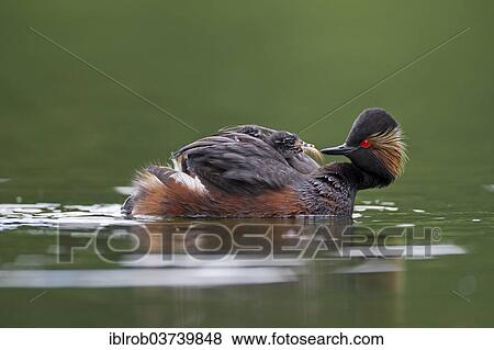 "Black-necked Grebe (Podiceps nigricollis), female with chick, Bavaria, Germany, Europe" View Large Photo Image Stock Photo - "Black-necked Grebe (Podiceps nigricollis), female with chick, Bavaria, Germany, Europe". Fotosearch
