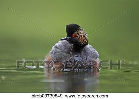 "Black-necked Grebe (Podiceps nigricollis), Bavaria, Germany, Europe" View Large Photo Image Stock Photo - "Black-necked Grebe (Podiceps nigricollis), Bavaria, Germany, Europe". Fotosearch