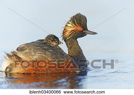 "Black-necked Grebe (Podiceps nigricollis) with a chick, Bargerveen, Zwartemeer, Drenthe Province, The Netherlands, Europe" View Large Photo Image Stock Photograph - "Black-necked Grebe (Podiceps nigricollis) with a chick, Bargerveen, Zwartemeer, Drenthe Province, The Netherlands, Europe". Fotosearch