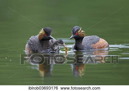 Stock Photograph - "Black-necked Grebe (Podiceps nigricollis), pair with chick, Bavaria, Germany, Europe". Fotosearch