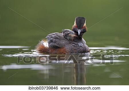 "Black-necked Grebe (Podiceps nigricollis), female with chick, Bavaria, Germany, Europe" View Large Photo Image Stock Photograph - "Black-necked Grebe (Podiceps nigricollis), female with chick, Bavaria, Germany, Europe". Fotosearch