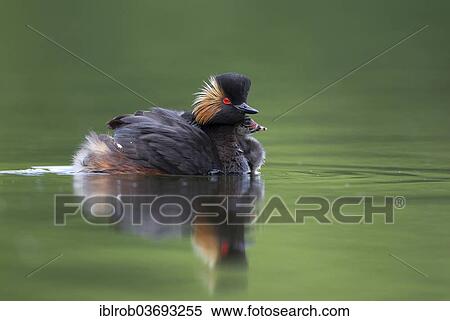 Stock Photography - "Black-necked Grebe (Podiceps nigricollis), female with chick, Bavaria, Germany, Europe". Fotosearch