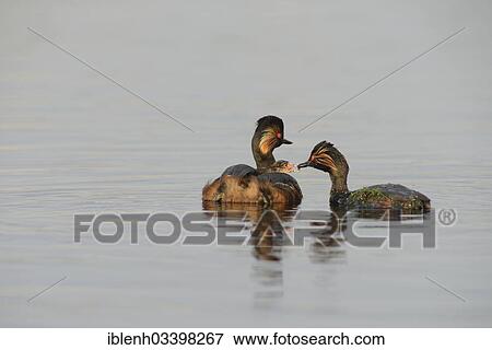 Stock Photo - "Black-necked Grebes (Podiceps nigricollis) with a chick, Bargerveen, Zwartemeer, Drenthe Province, The Netherlands, Europe". Fotosearch