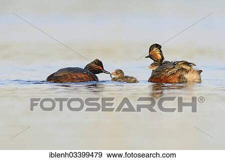 "Black-necked Grebes (Podiceps nigricollis) with chicks, Bargerveen, Zwartemeer, Drenthe Province, The Netherlands, Europe" View Large Photo Image Stock Photo - "Black-necked Grebes (Podiceps nigricollis) with chicks, Bargerveen, Zwartemeer, Drenthe Province, The Netherlands, Europe". Fotosearch